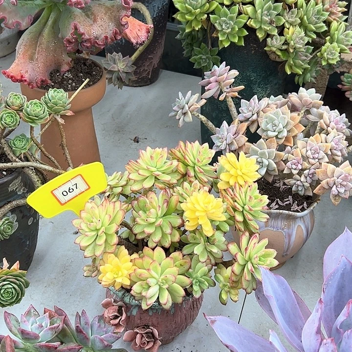 用***8叮当锦多肉植物提取067