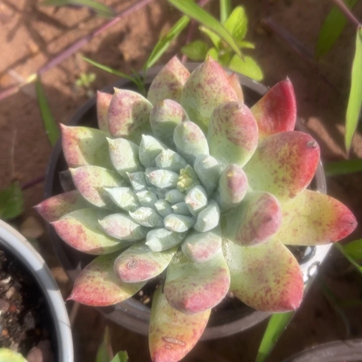 锦宸多肉～一物一拍11658