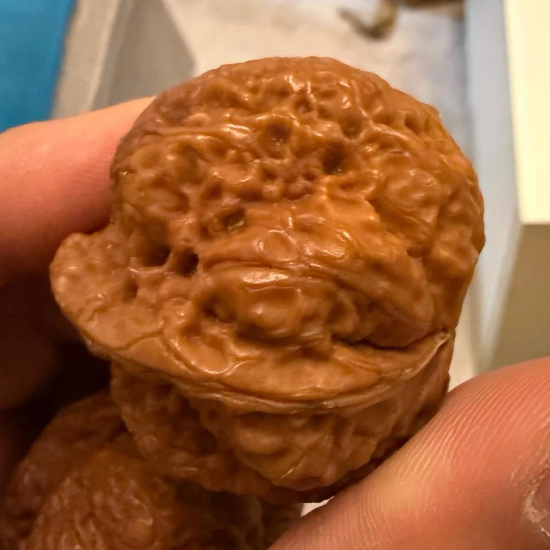 百年云南野生铁核桃老树老果