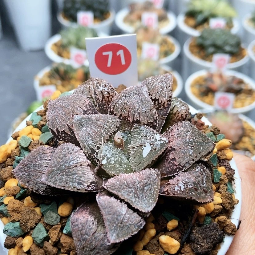 【闪购商品】71具味城