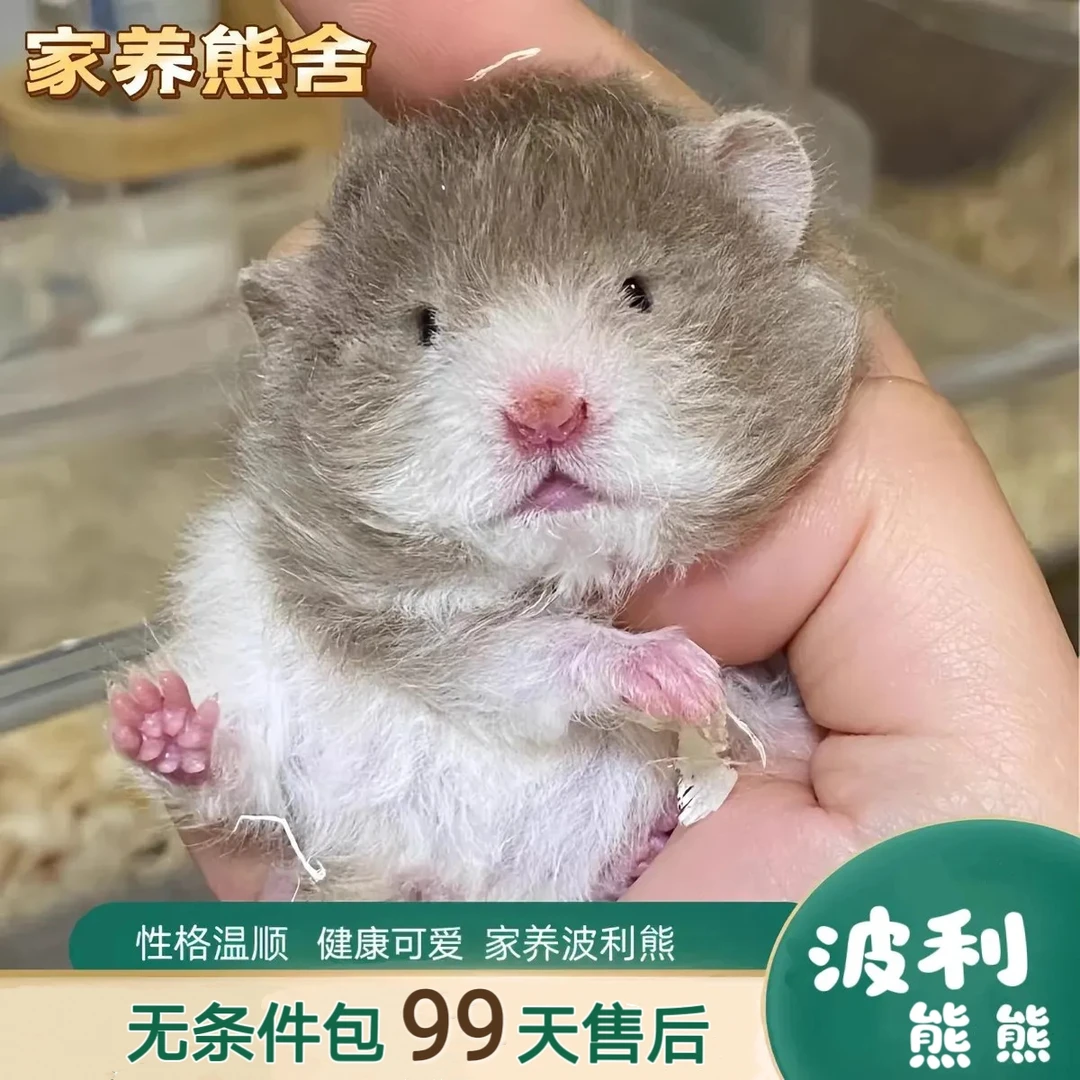 家养大体格金丝熊纯种长毛卷毛波利熊崽温顺可爱好上手包活包健康