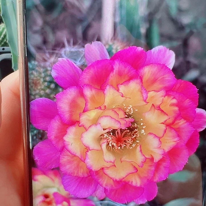 毛花柱苏乞儿侧芽一棵