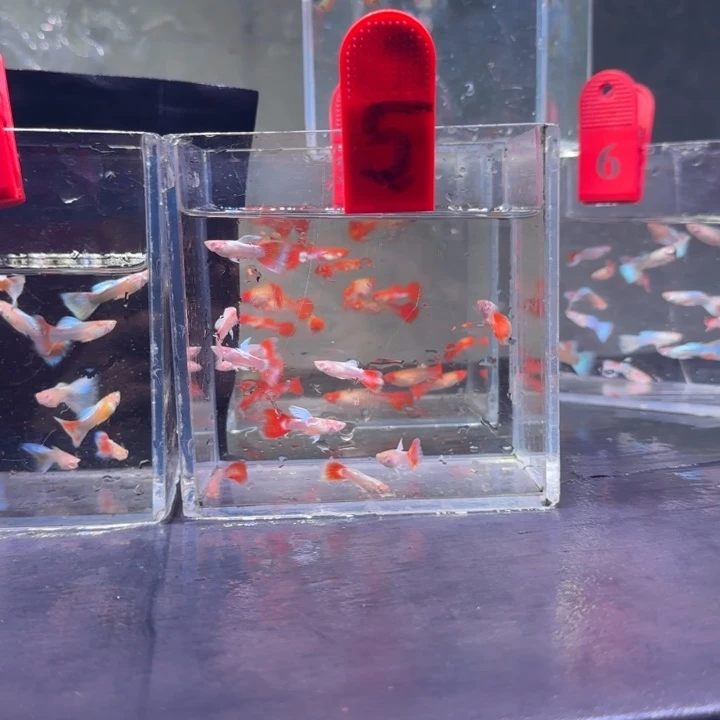 孔雀鱼5号10条公