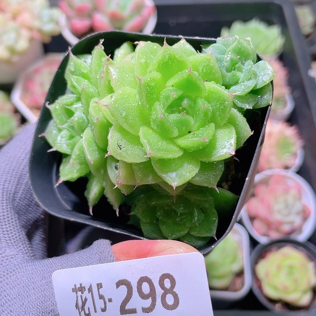 花利美15-298海王群