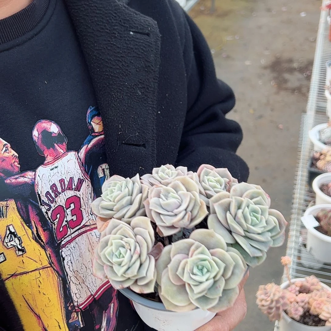 可爱玫瑰一盆散盆七头起发