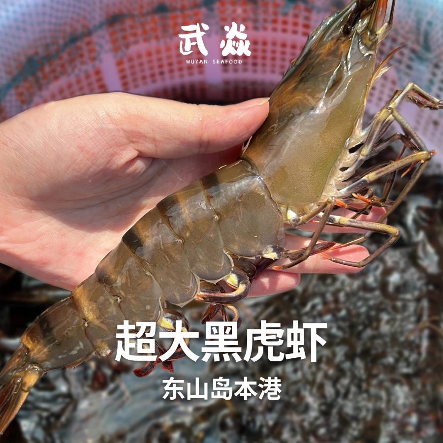 3斤超大【本地黑虎虾】 每斤8-10条，3斤共25-30条 每只约20厘米