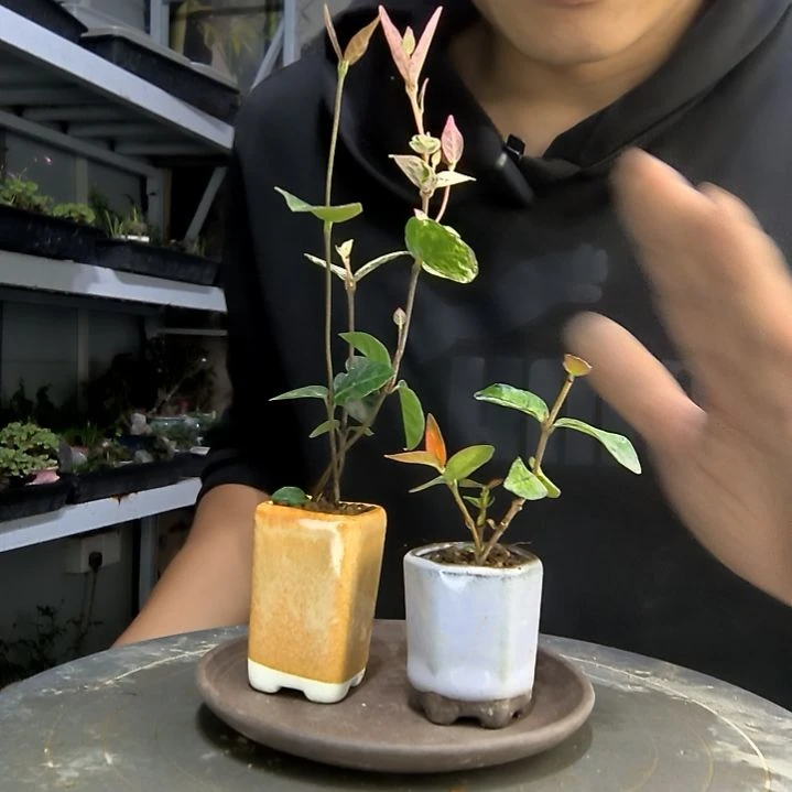 J****?中青园艺一物一拍59