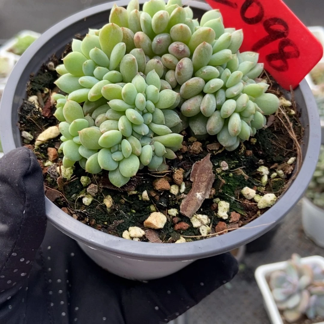 2098橙子缀多肉植物