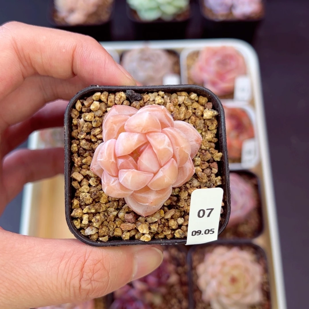 茶卡07、哈哈哈哈哈