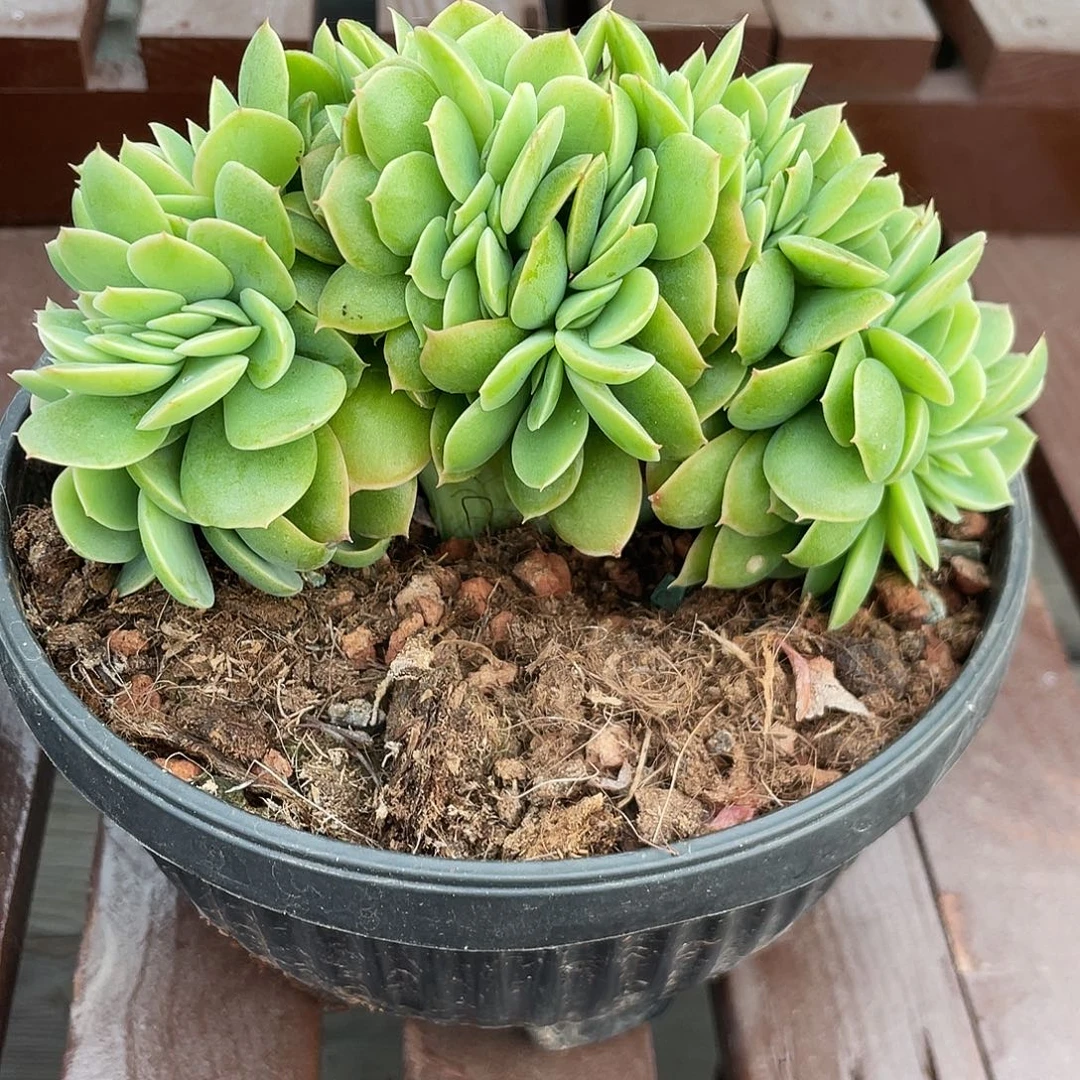 星纳塔缀化小树缀