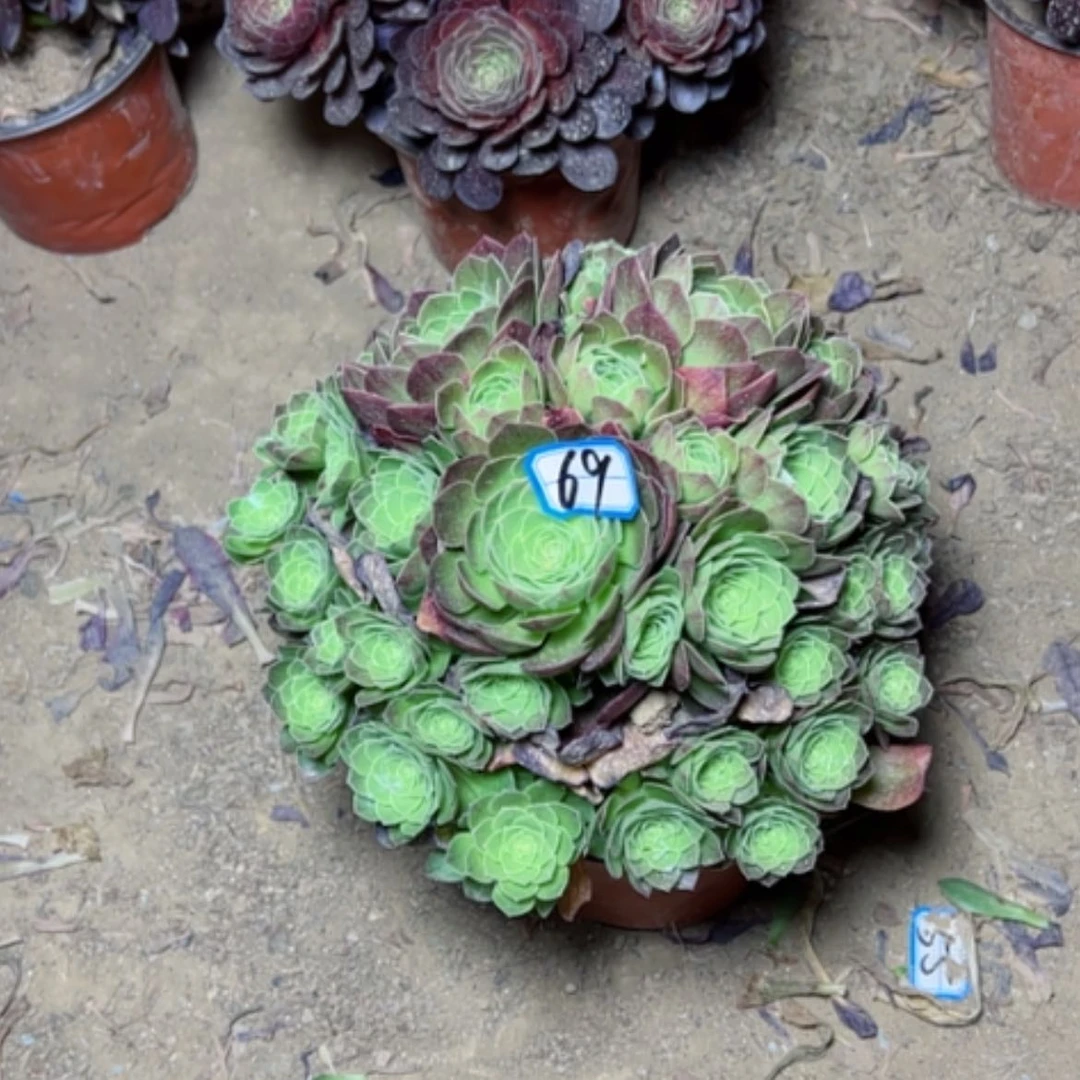 【闪购商品】用****7多肉植物圣罗兰69