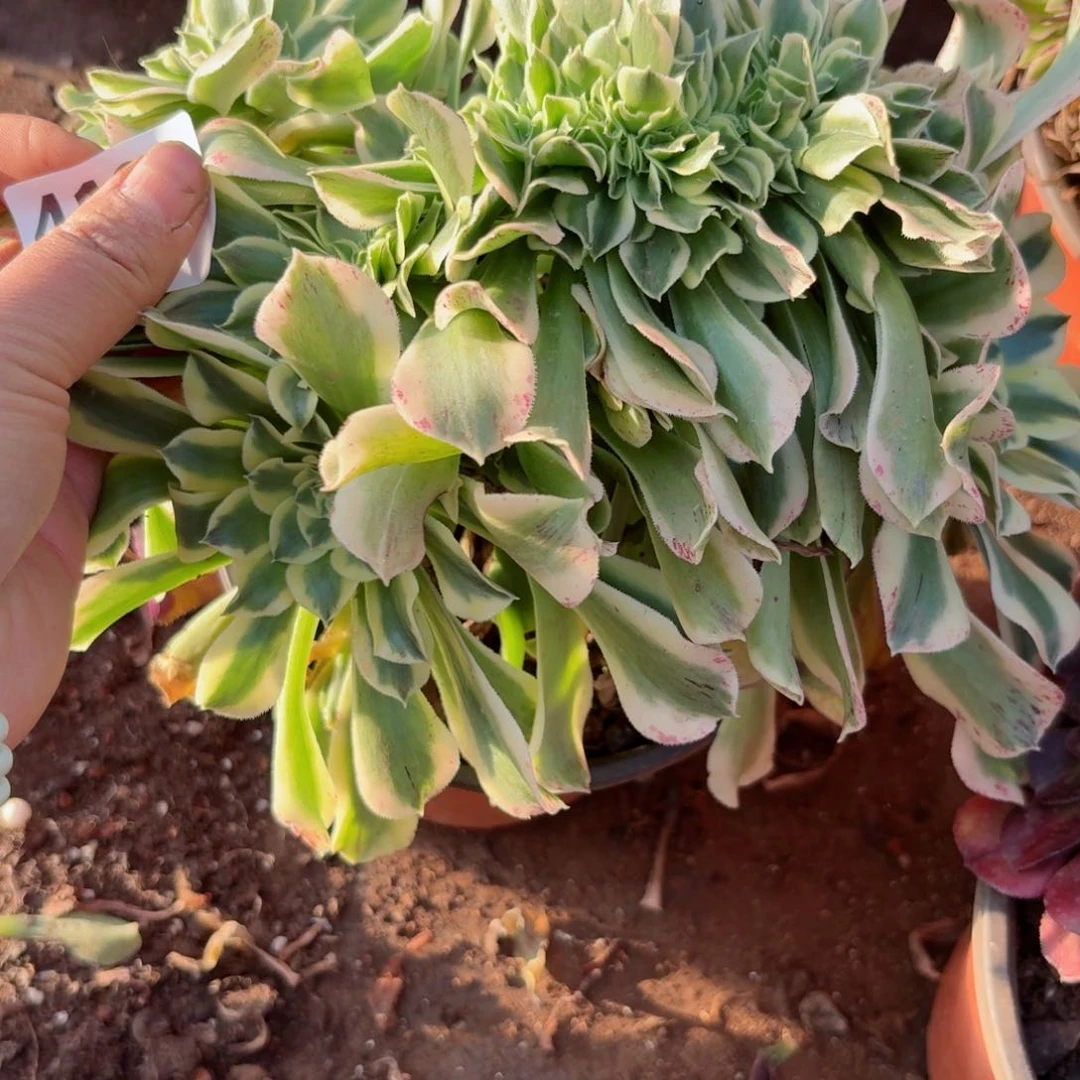 我4198 号多肉法师新年特价