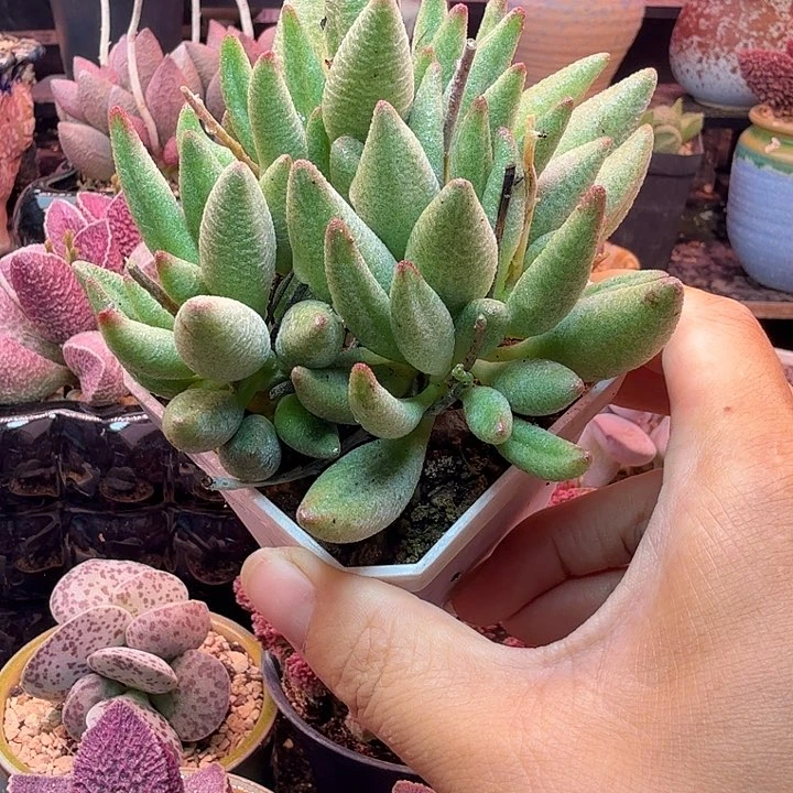 一物一拍，感谢支持