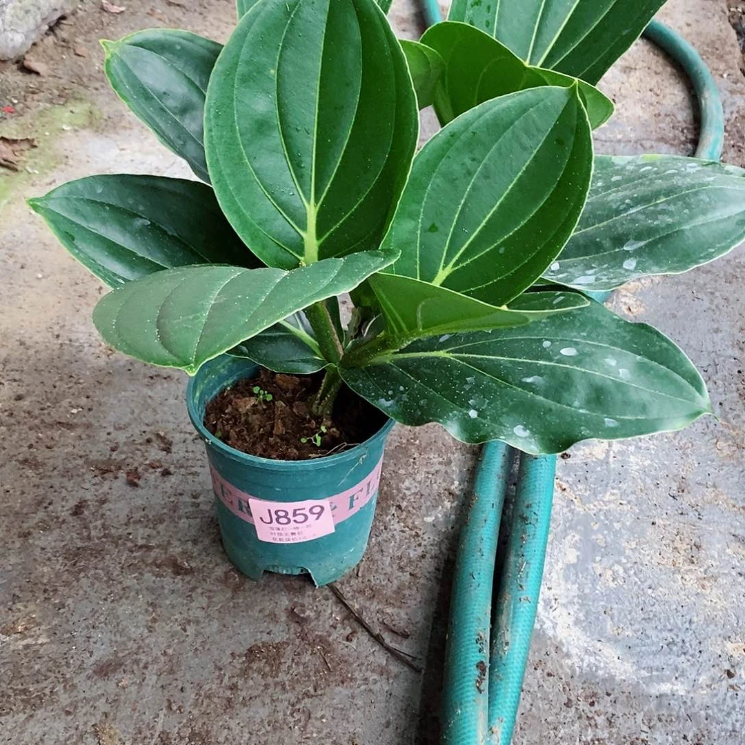 无花朵H*u木本花卉859