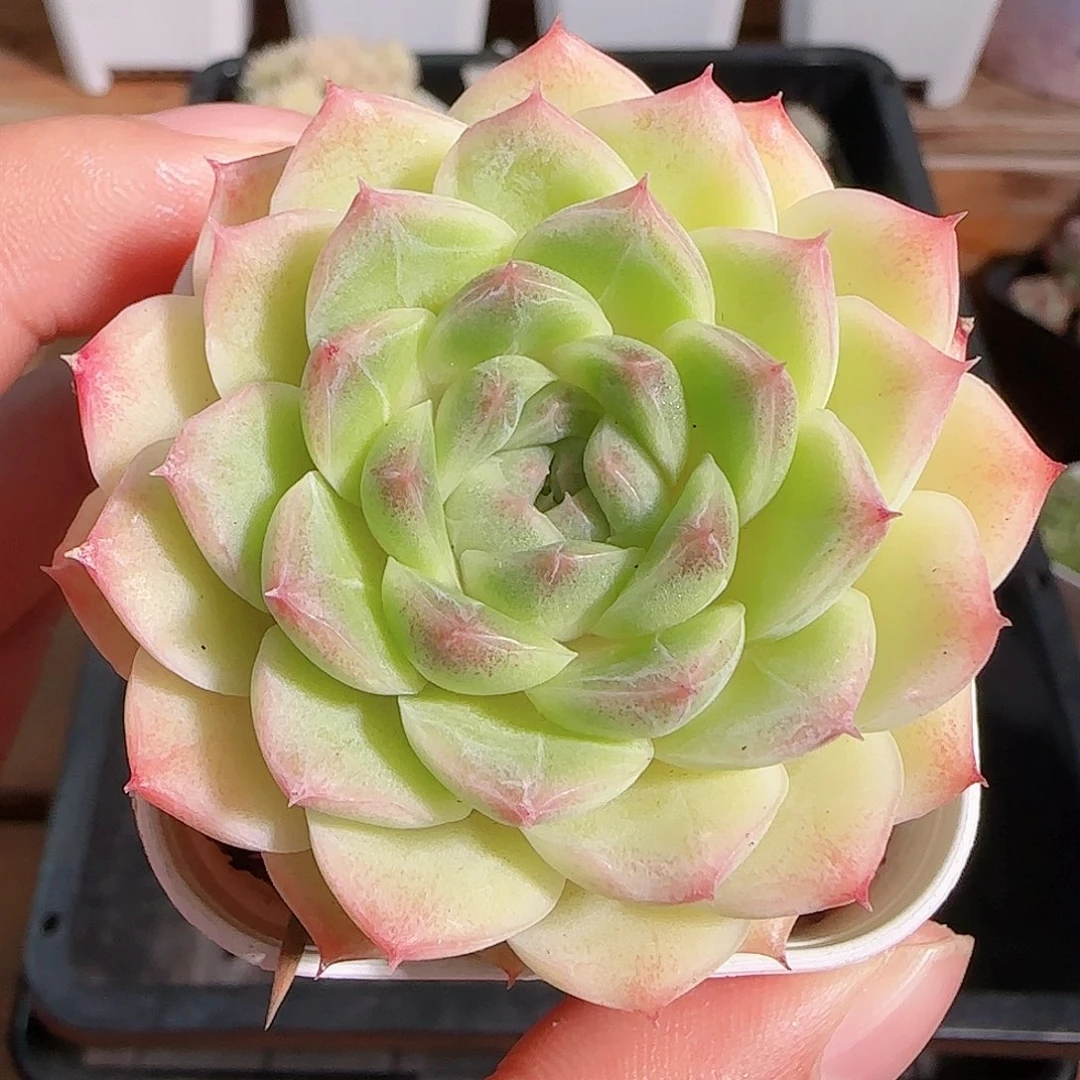 1106--154麦秆女王