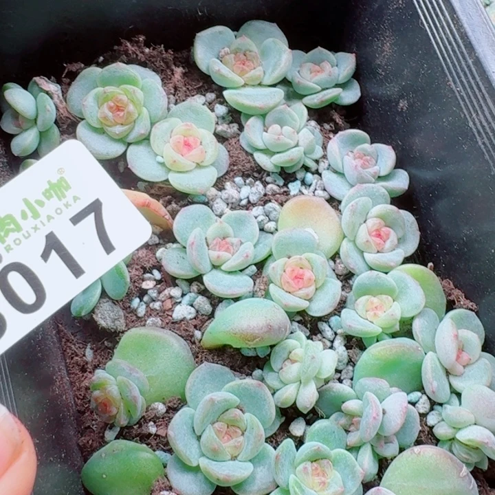 月***凉多肉植物多肉植物