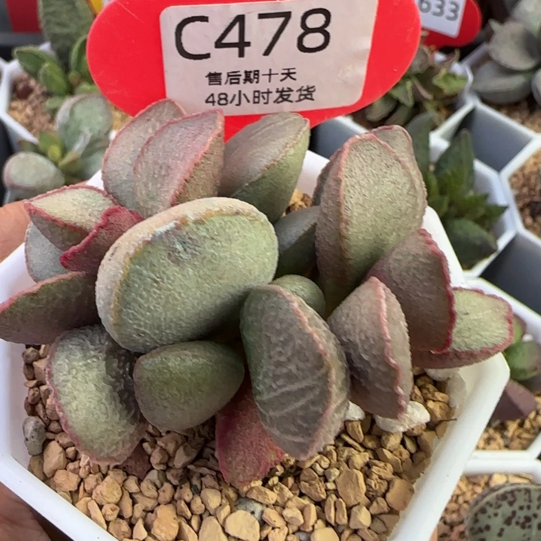 福利多肉水泡。  478。