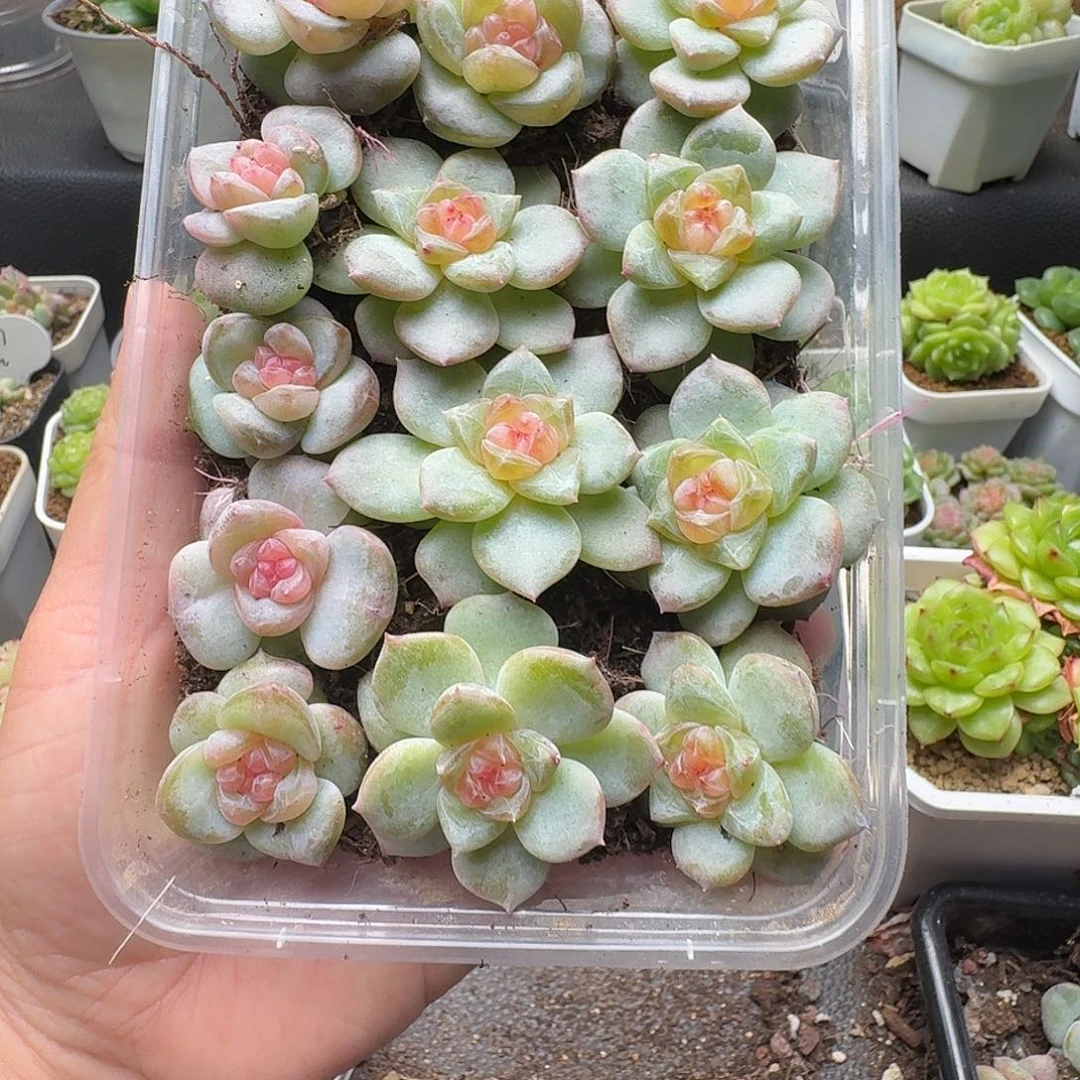 N****一物一拍一盒903-104