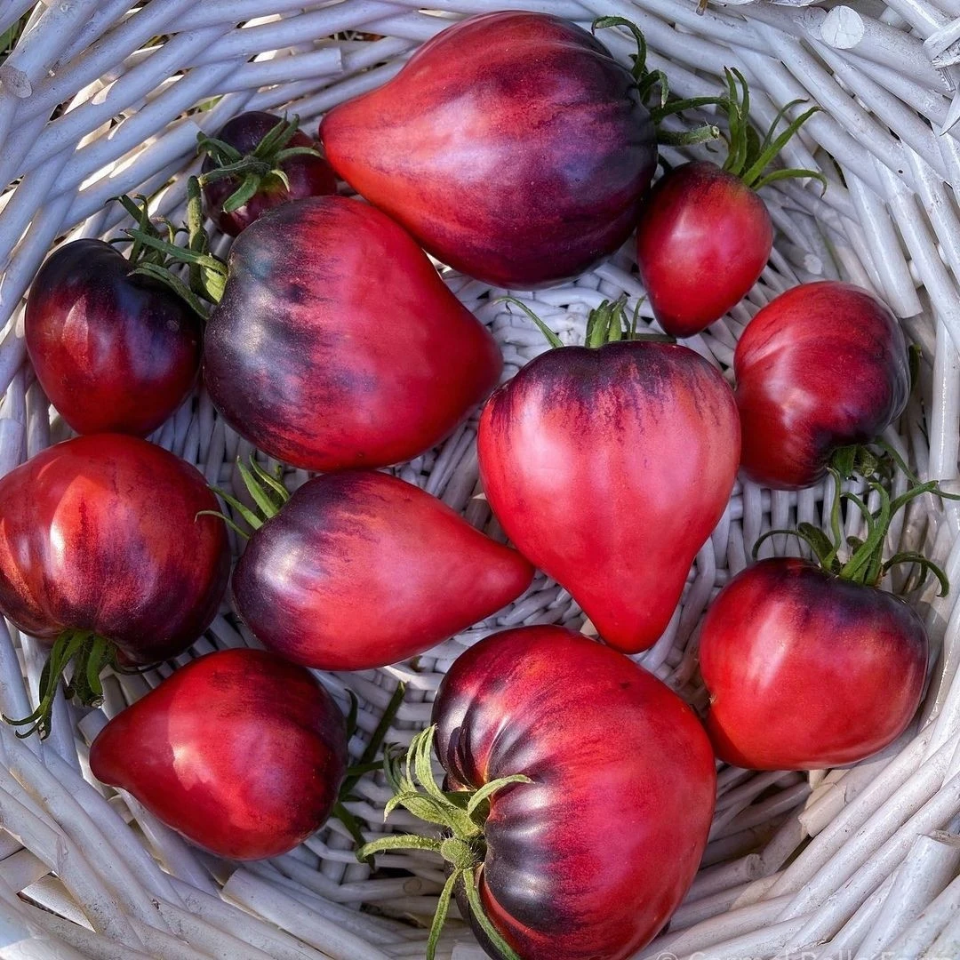 稀有花青素番茄帕斯卡中士种子5粒 盆栽庭院露台种植