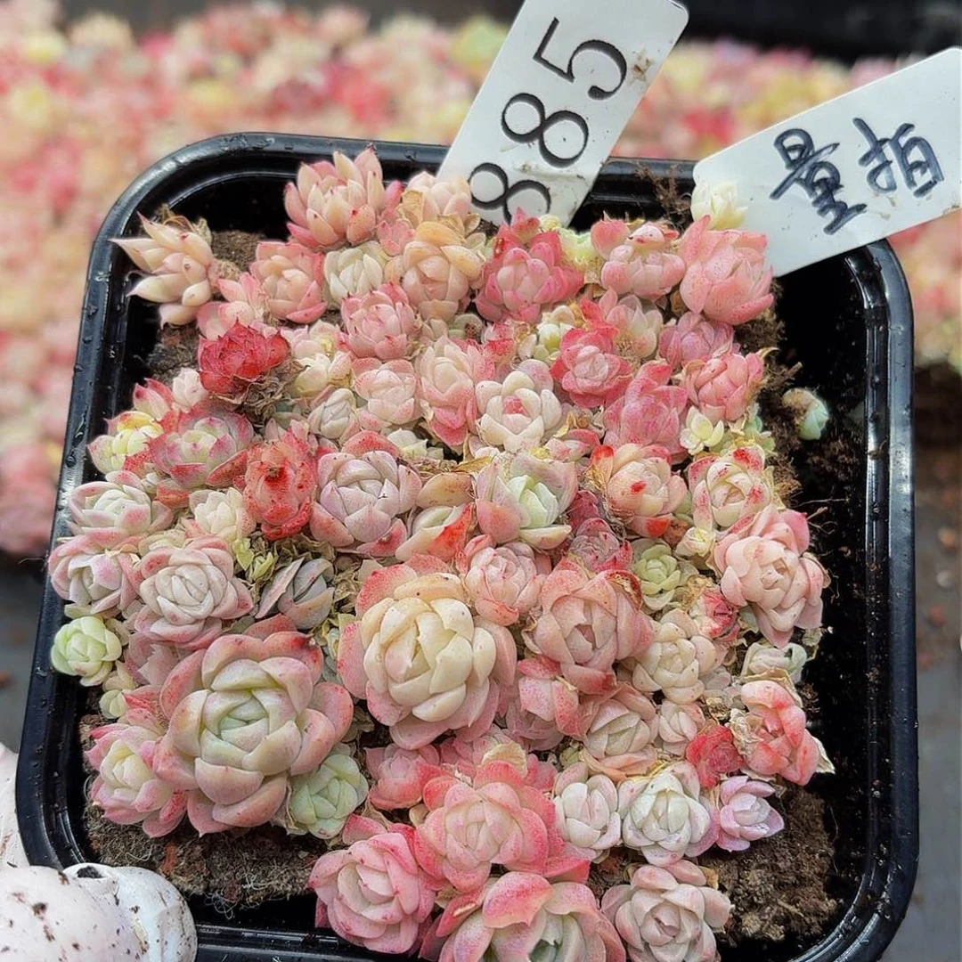 多肉植物多肉植物885量拍