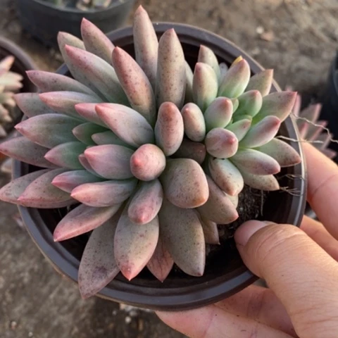 红蜻蜓双头起发老桩