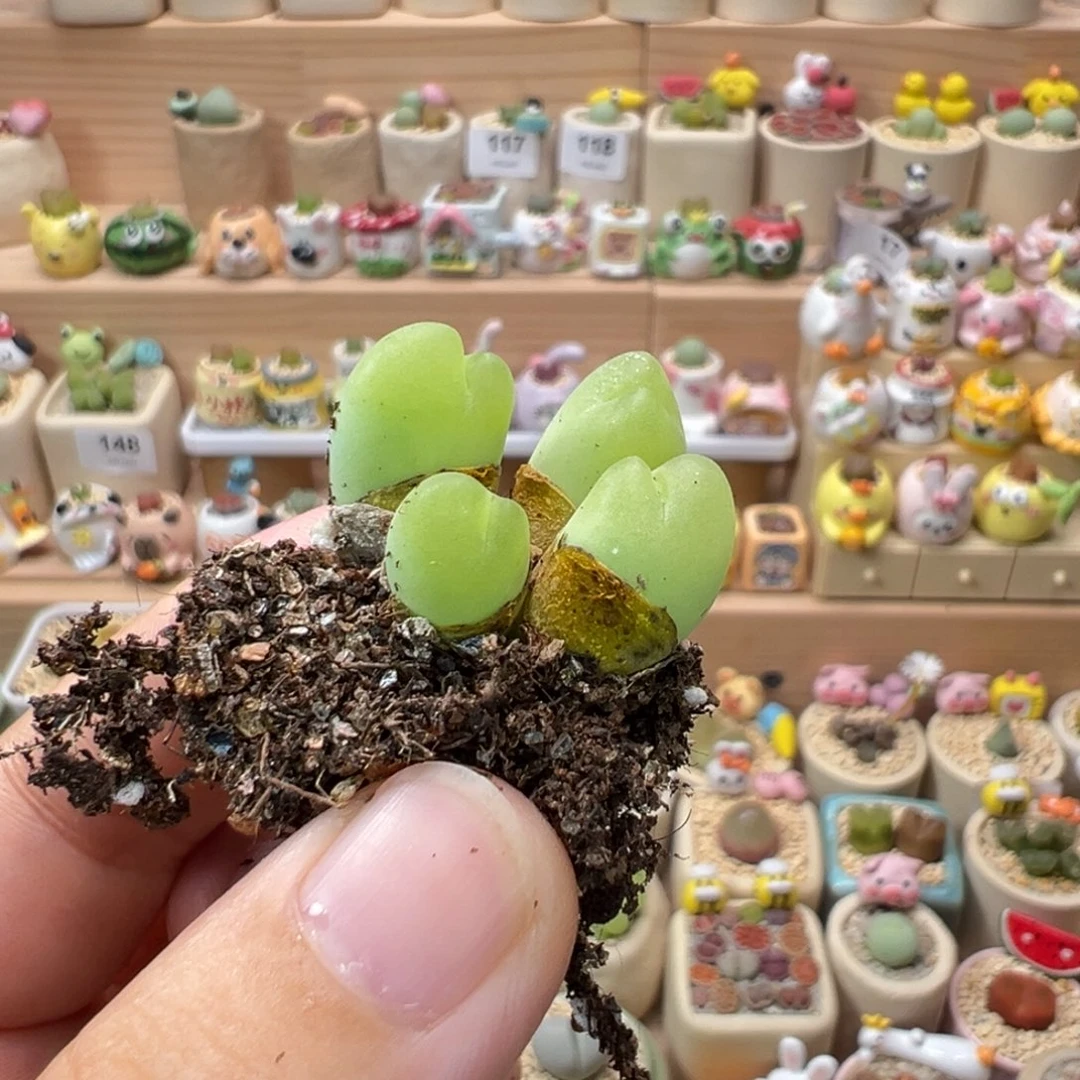 夏***蝶多肉植物158号四头