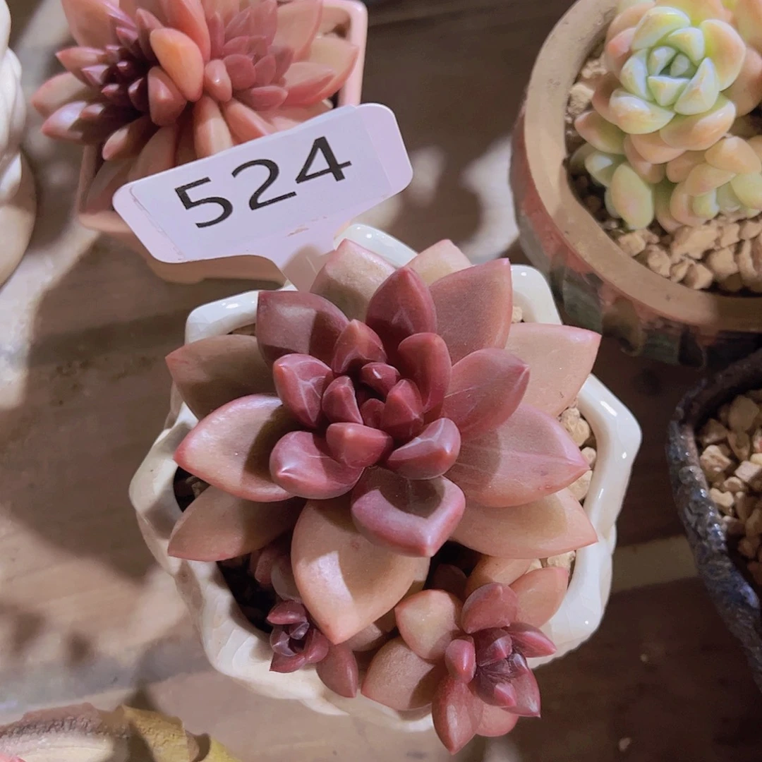 镇****店524迷雾泡泡15.8元元