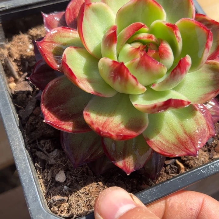 惊鸿仙子多肉植物