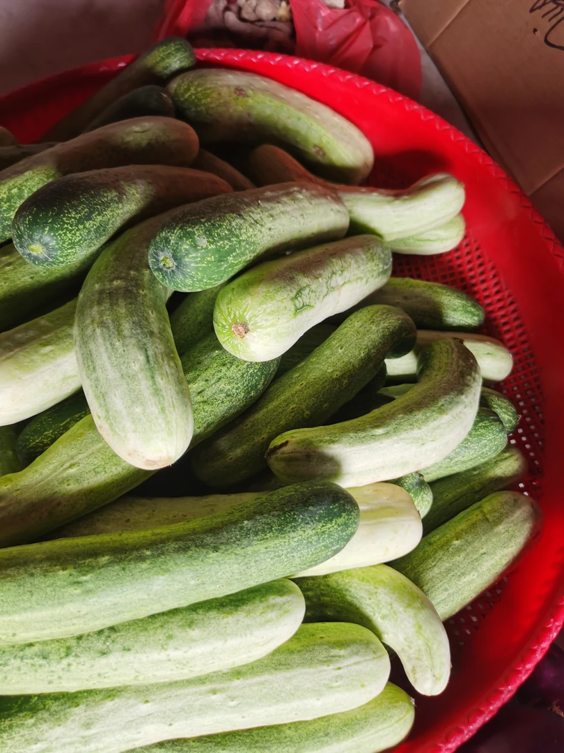 湖南常宁应季新鲜采摘老品种厚皮旱黄瓜脆甜多汁可拍可腌