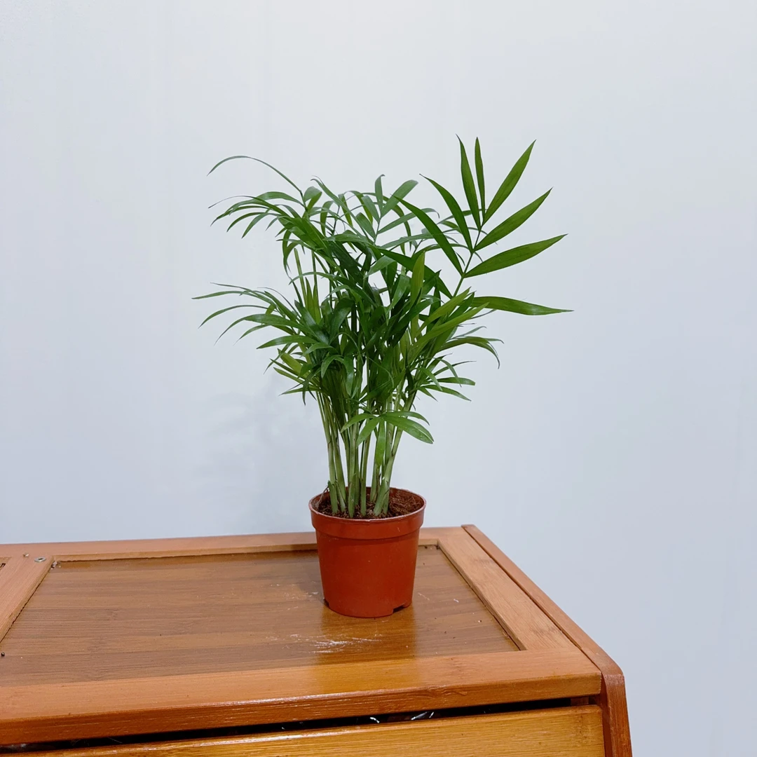 【椰子树】袖珍椰子植物桌面工位绿植花卉盆栽好养活四季常青