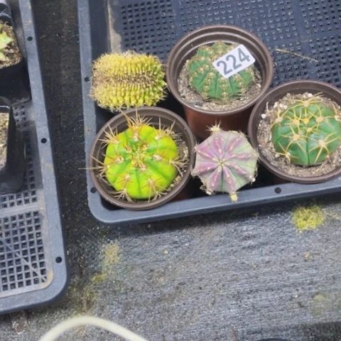 224仙人球如图东北不拍货