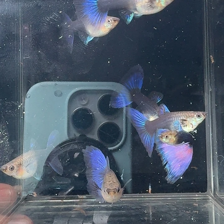 开***客孔雀鱼顺丰孔雀鱼邮费8元