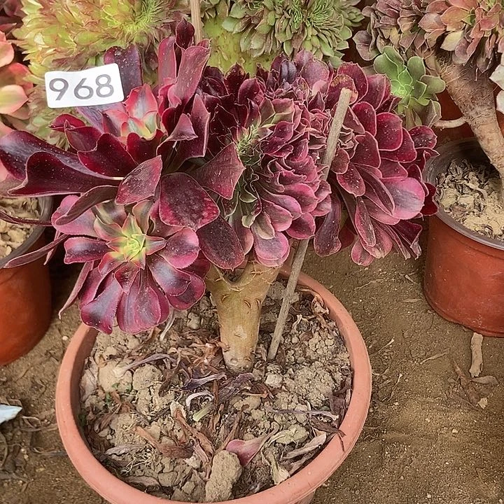 968美杜莎缀老板子