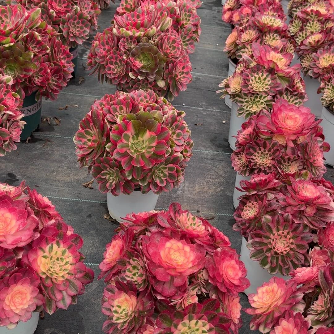 勇****）多肉植物法师福利888