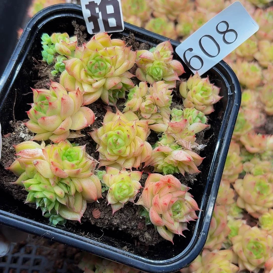 多肉植物多肉植物608量拍