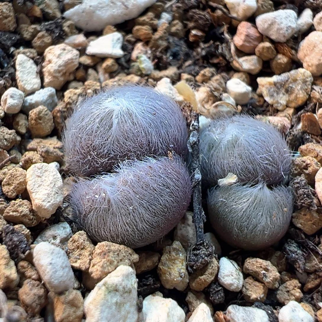 536多肉植物种类多样