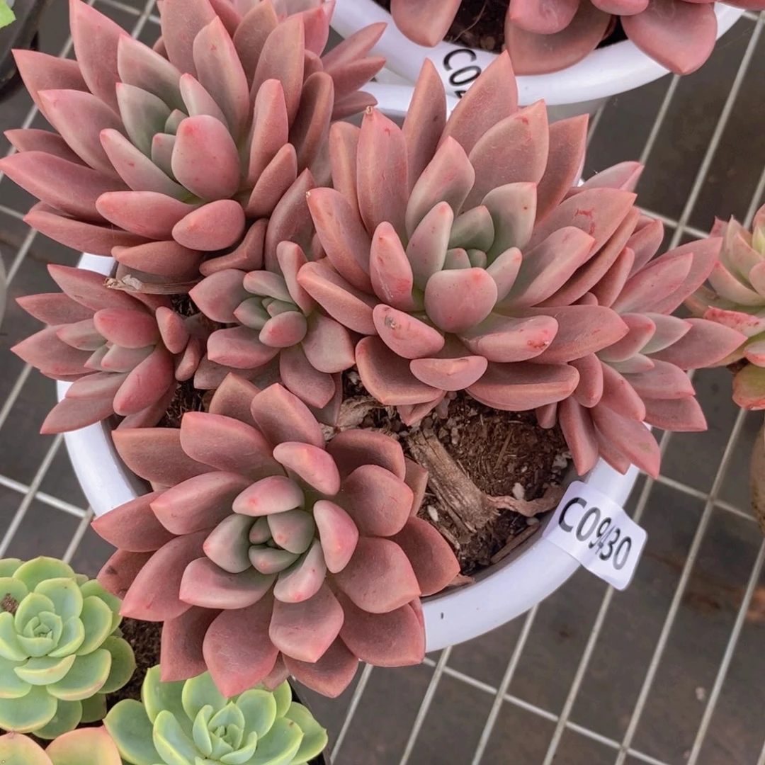 9430桃花源一物一拍