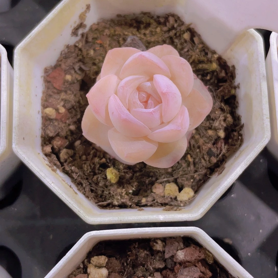 方糖e043一物一拍