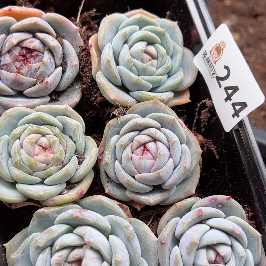 多肉植物多肉植物