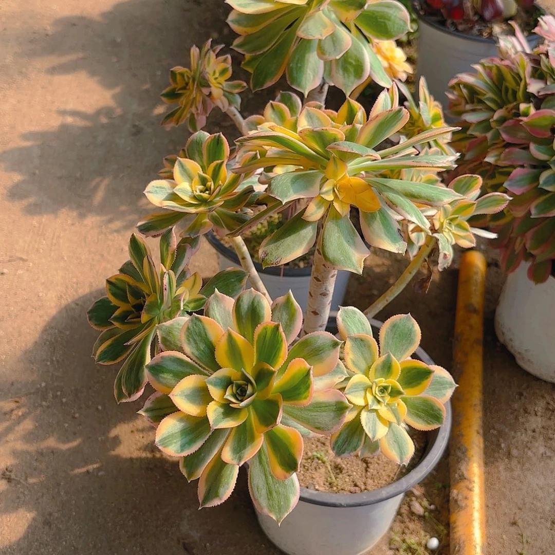 灿烂多肉植物老庄两颗