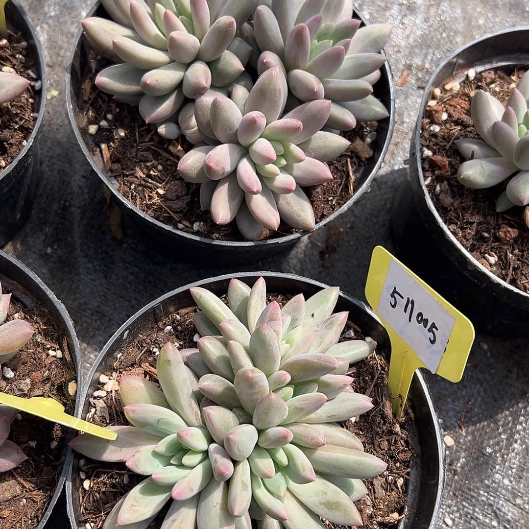 511005 两颗红蜻蜓