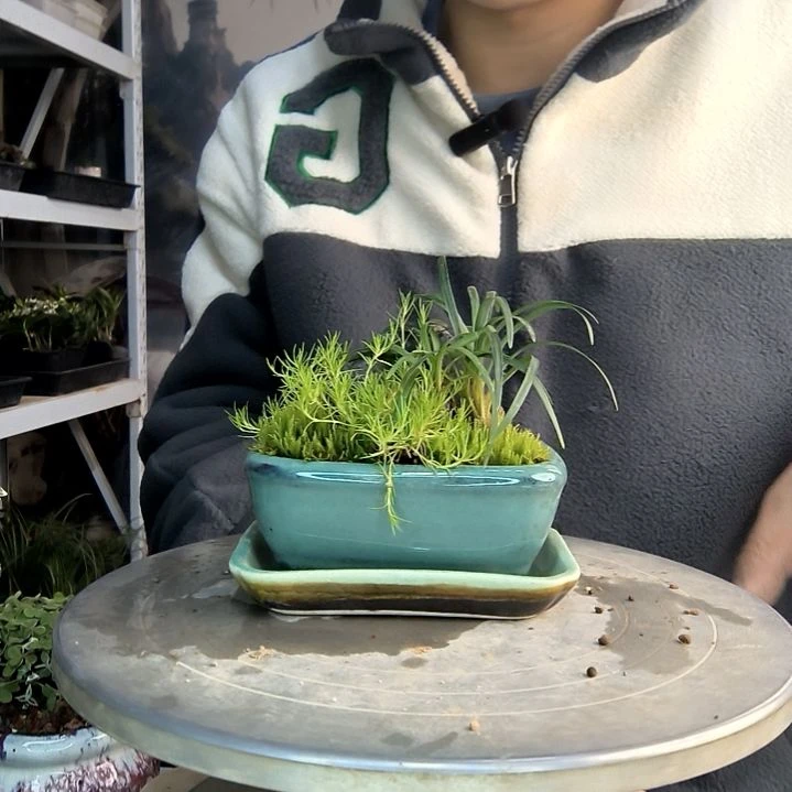 巧*小盆景小植物一物一拍269