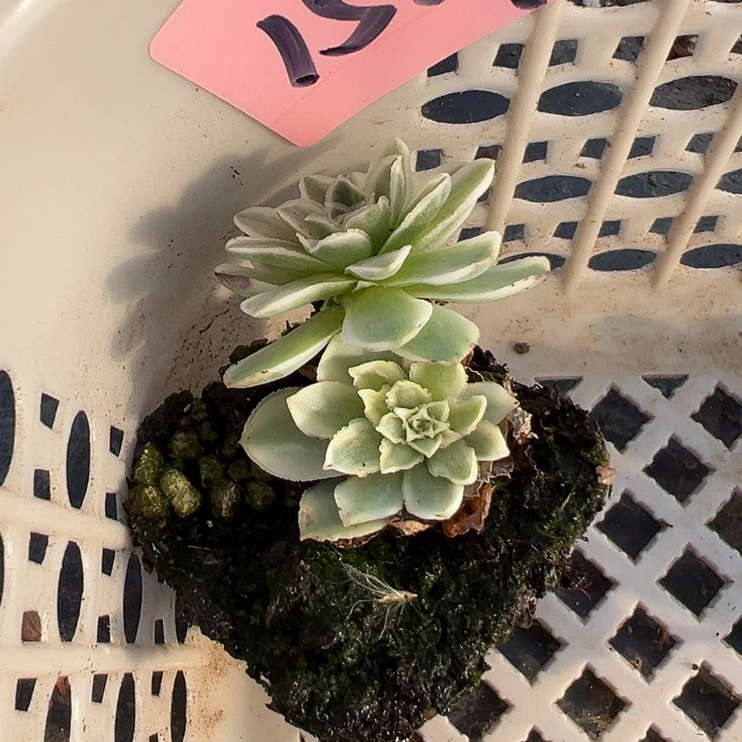 山地玫瑰锦秋夕1514号