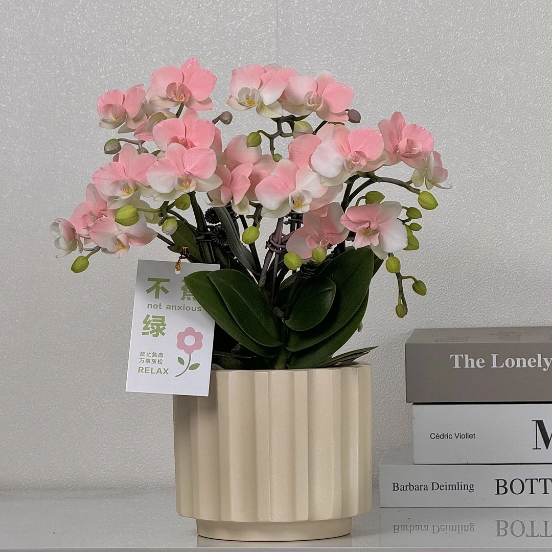 蝴蝶兰《小蜜桃》粉色系爆款 稀缺艺术喷色工艺好养有花有苞
