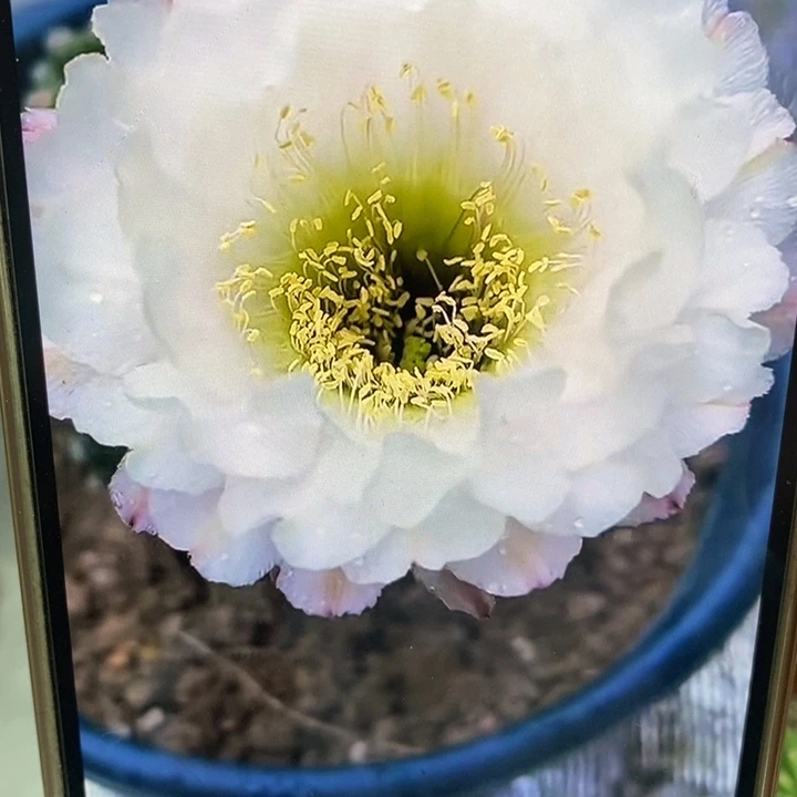 彩草黑美人带根4.5公分左右