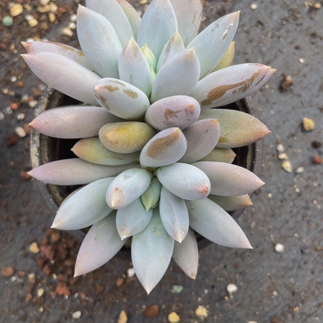 无花朵双头哥特88888