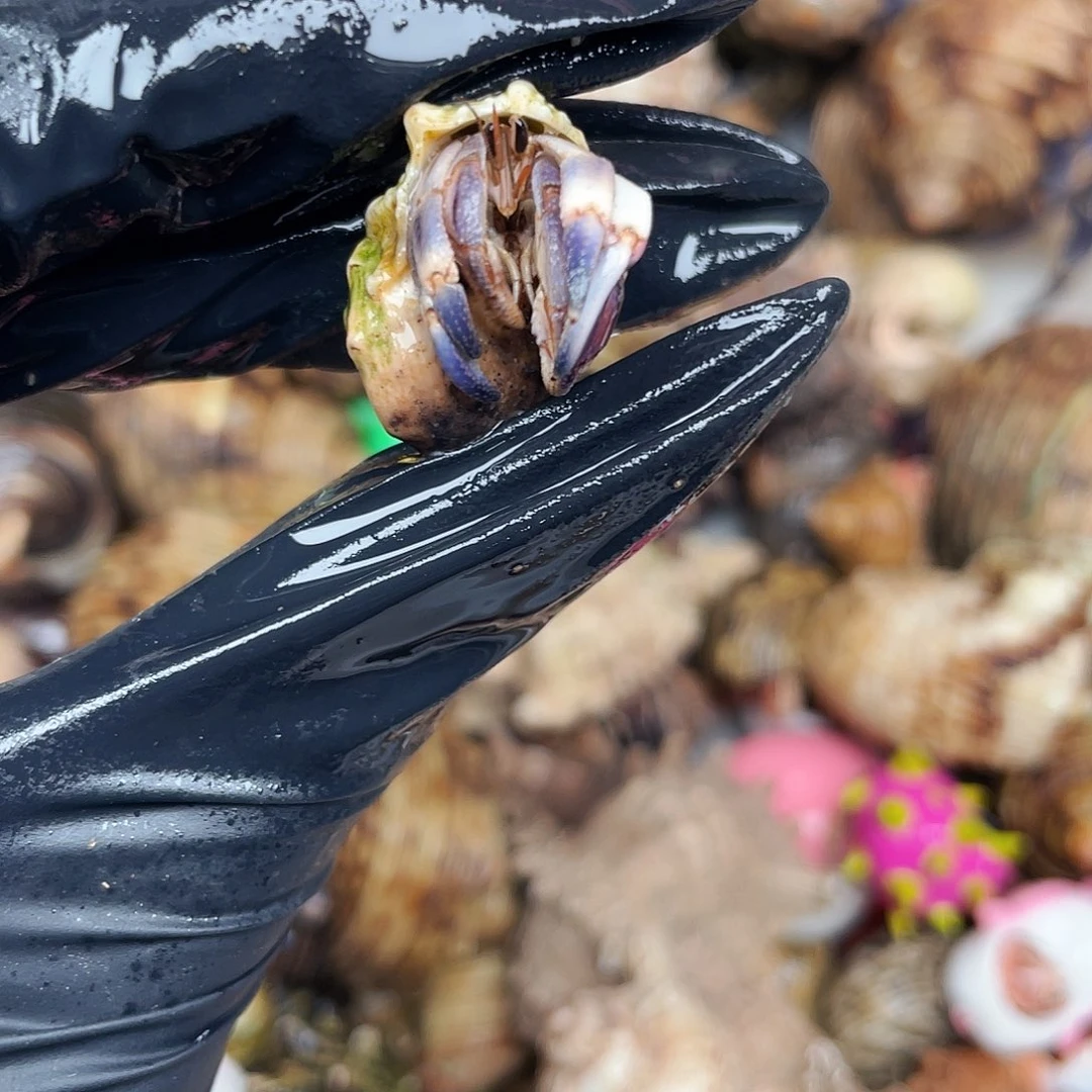 L***｀寄居蟹寄居蟹4351