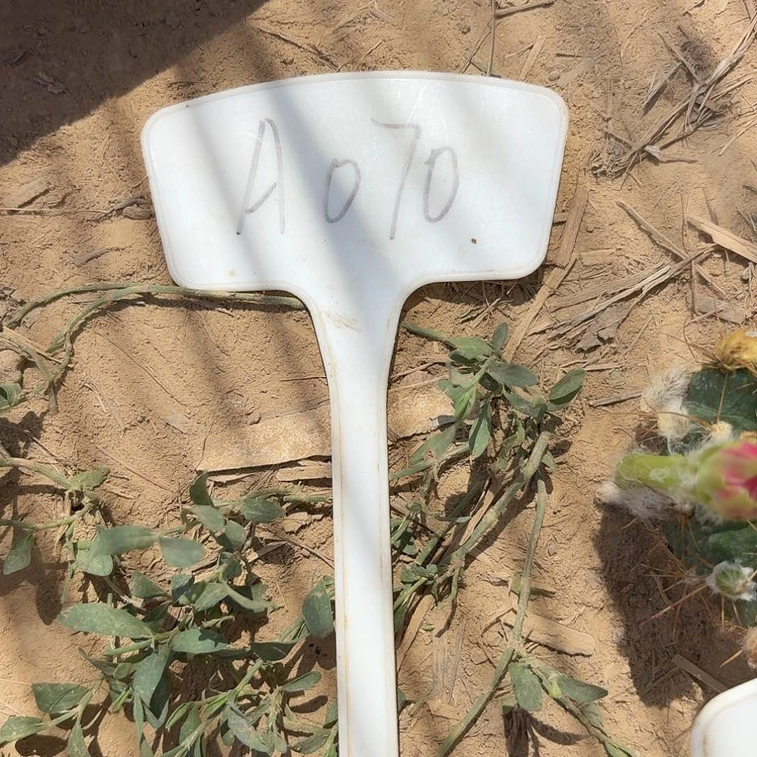 寂***情A070,介壳虫药瑕疵歪头