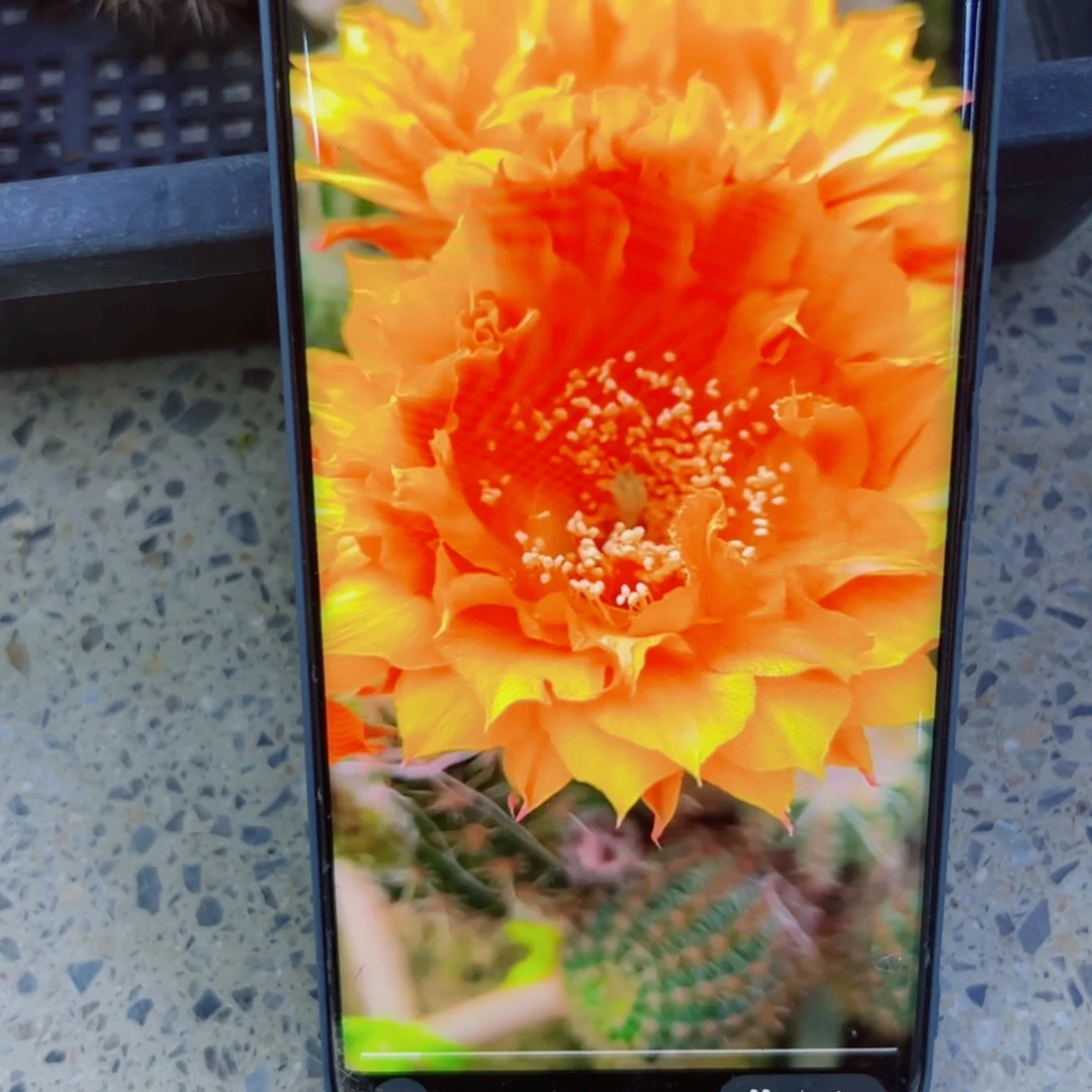 下60彩草t170 歪无根侧芽4公分左右20包邮