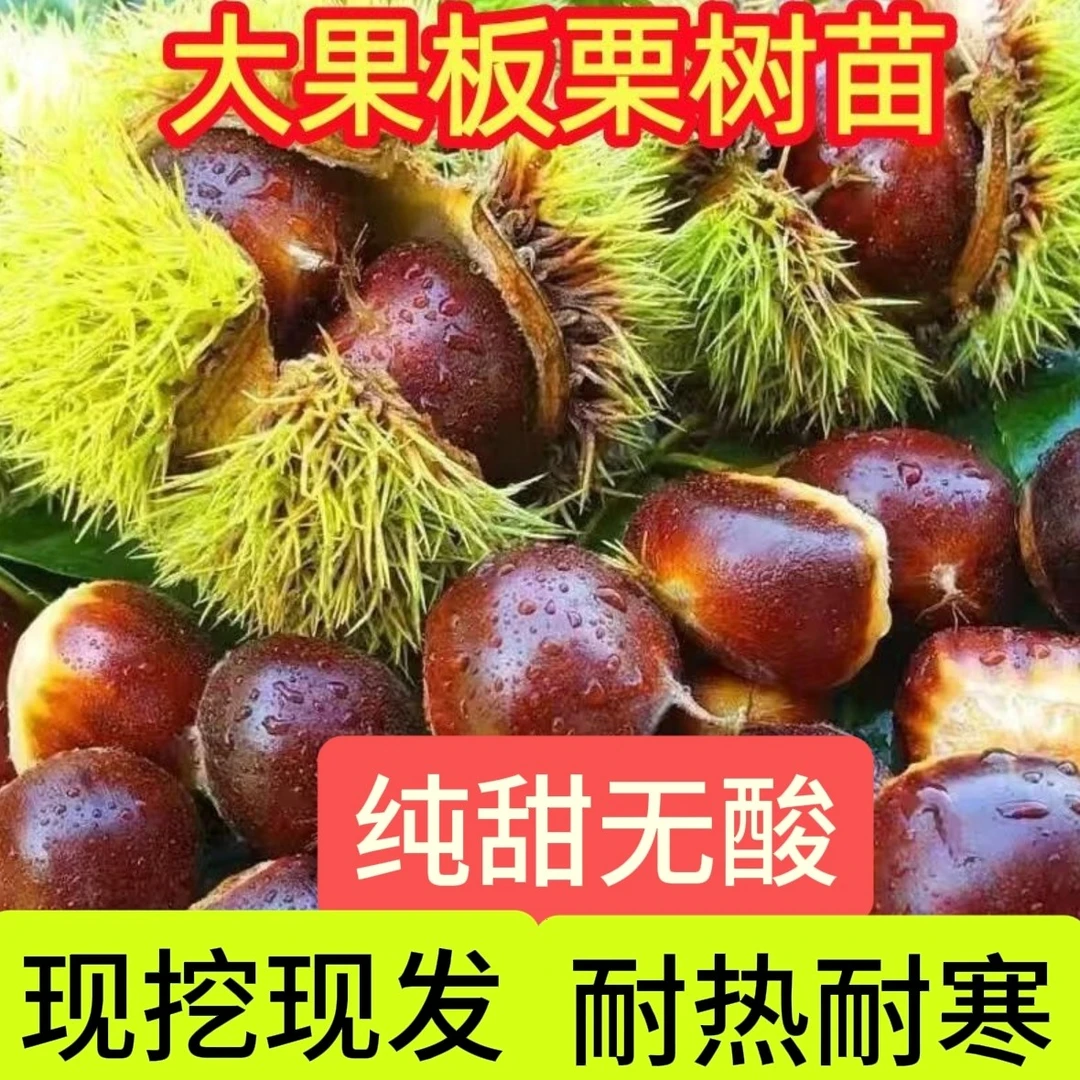嫁接板栗苗树裸根发货大红袍板栗当年结果苗树盆栽地栽南北方种植